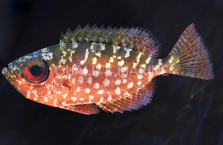Glasseye Snappers :: 30518
