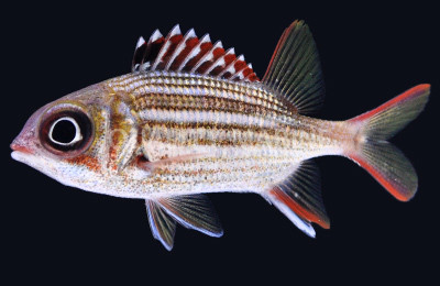 Dusky Squirrelfish :: 30524