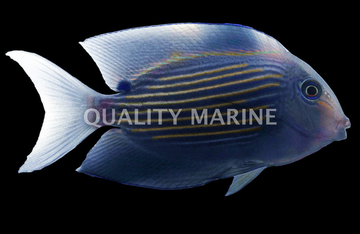 Chevron Tang, Adult