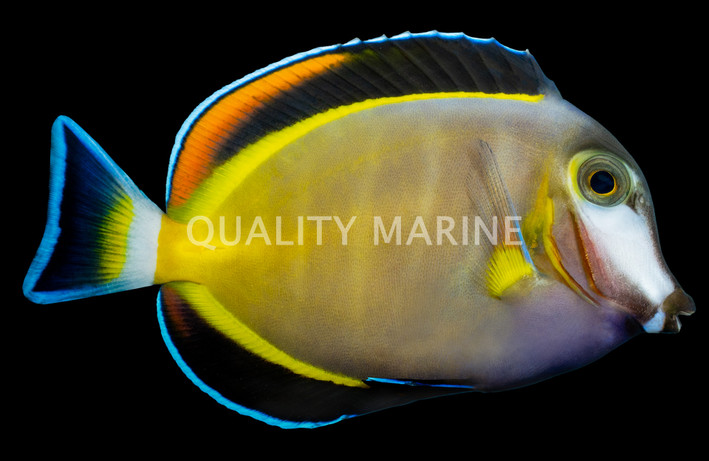 Powder Brown Tang