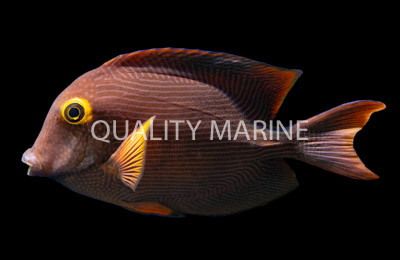 Yellow Kole Eye Tang