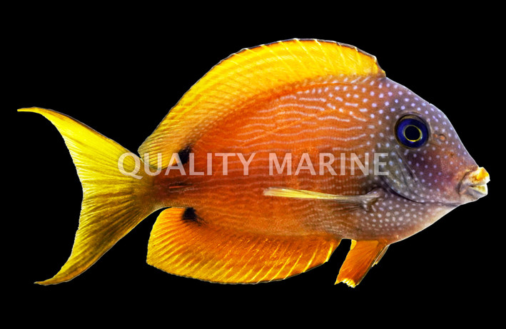 Lavender Tang