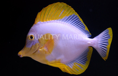White Yellow Tang :: 31589