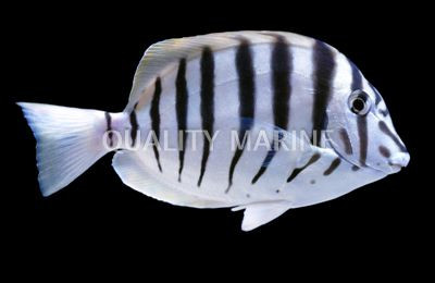 Black Barred Tang