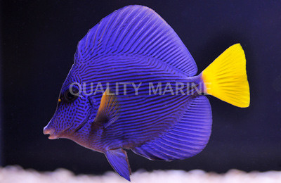 Purple Tang :: 31614