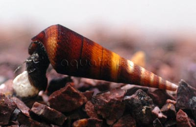 Rabbit, Blue :: 66011