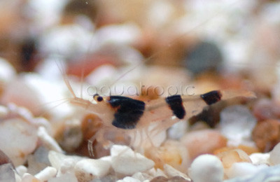 Blackberry Bee Shrimp :: 20020
