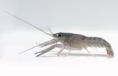 Yabbie Blue Lobster :: 90007