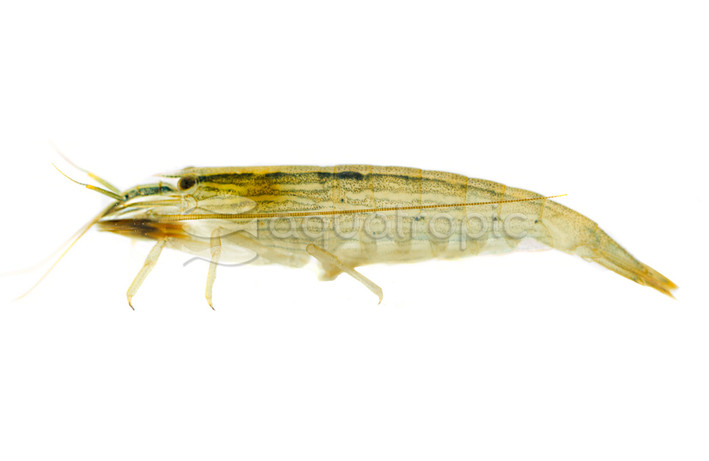 Flower Bamboo Shrimp, Adult :: 20054