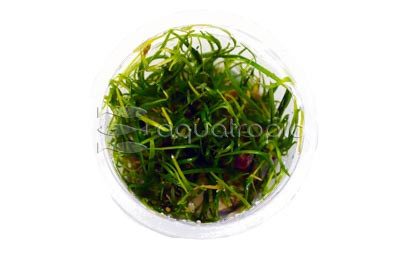 Helanthium tenellum Cup AT :: 80504