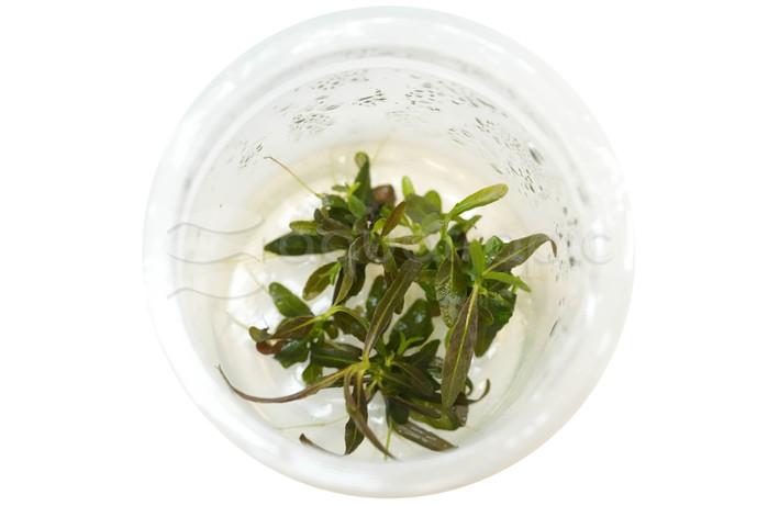 Hygrophila lancea Araguaia Cup AT :: 80513