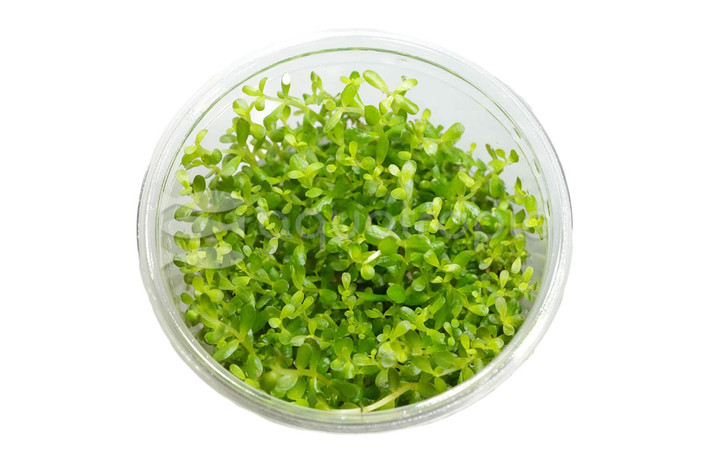 Rotala rotundifolia Cup AT :: 80530