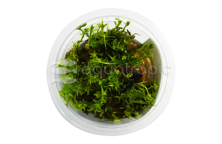 Rotala wallichii Cup AT :: 80531