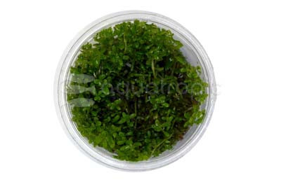 Rotala 'Vietnam H'ra' Cup AT :: 80556
