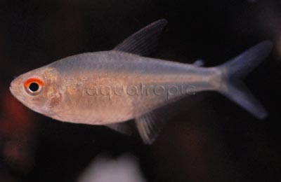 Lemon Orange Bolivia Tetra :: 71009