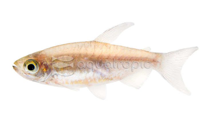 Longfin Congo Tetra :: 71022