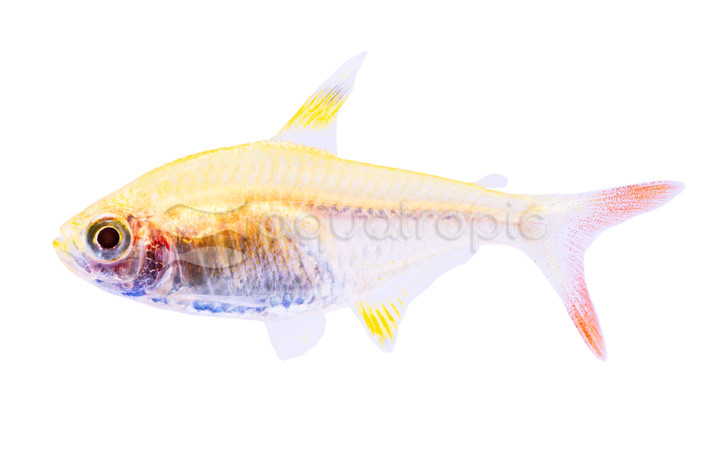 Gold Pristella Tetra :: 71030