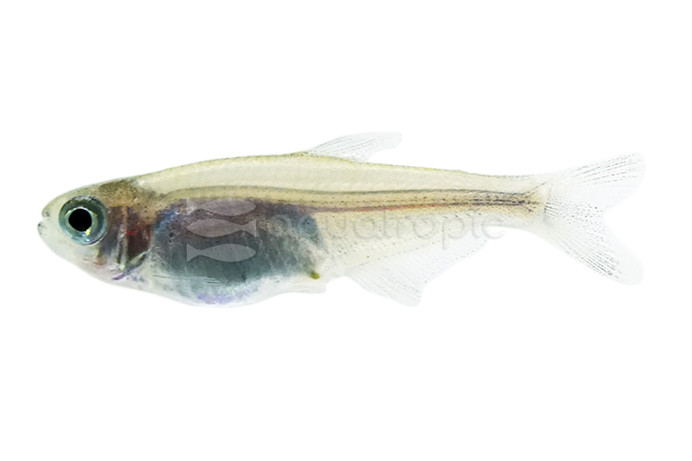 Gold / Brass Tetra :: 71046