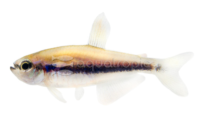 Emperor Purple Kerri Tetra :: 71049