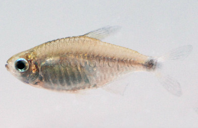 Kitty Loweae Tetra :: 71050