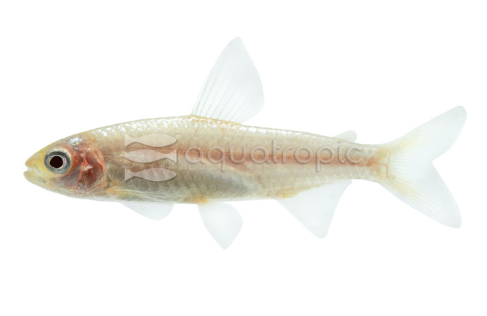 Rummy Nose Golden Tetra :: 71053
