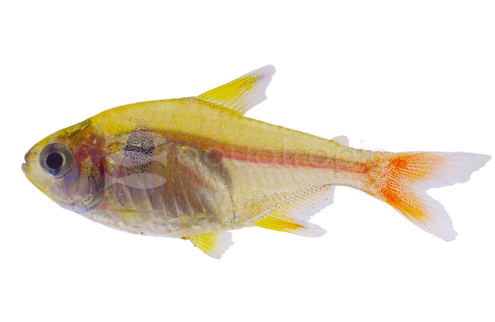 Yellow Phantom Tetra :: 71065