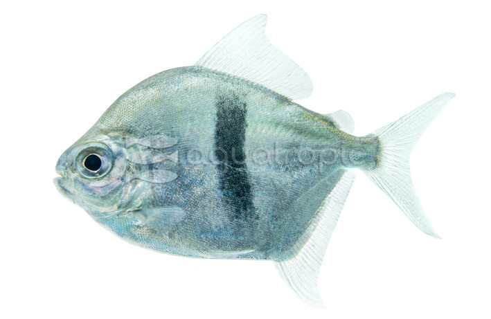 Blue Hook Silver Dollar :: 71107
