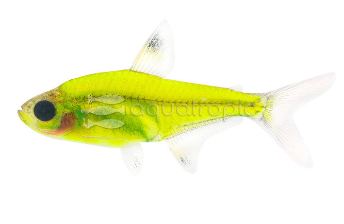 Glo Electric Green Pristellla Tetra :: 71510