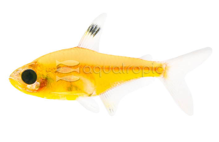 Glo Sunburst Orange Pristella Tetra :: 71512
