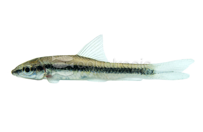 Flying Fox Siamese Algae Eater :: 00200