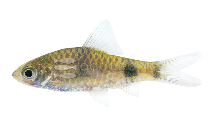 Filamentosus Barb :: 08025