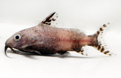 Upside Down (Wild) :: 17302