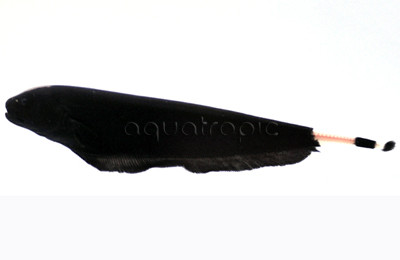 Black Ghost Knifefish :: 38000