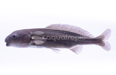 Eastern Bottlenose Mormyrid :: 49001