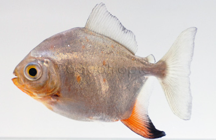 Silver Dollar Red Hook :: 71101