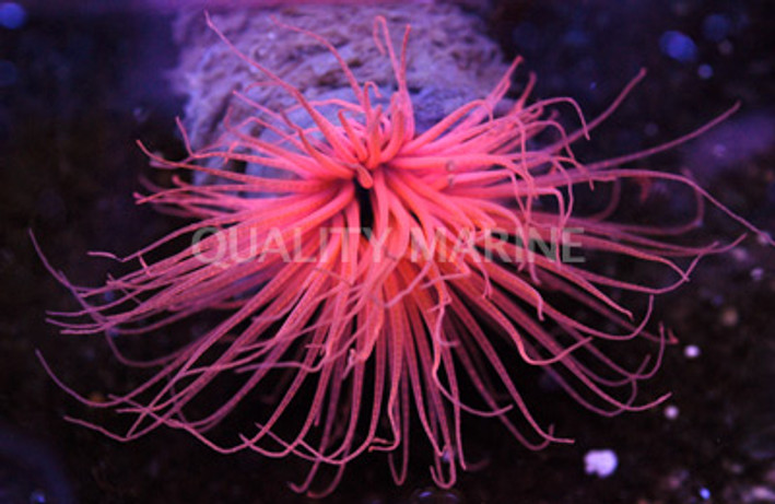 Orange Tube Anemone :: 50027