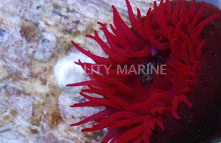 Red Flower Strawberry Anemone  :: 50033