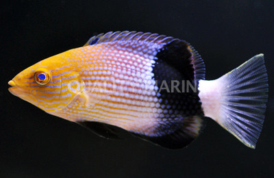Tarry Hogfish :: 21505