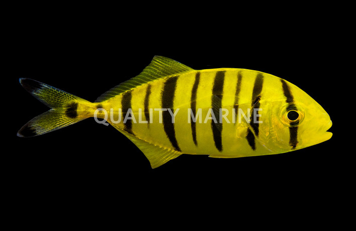 Pilot Fish Jack :: 22000