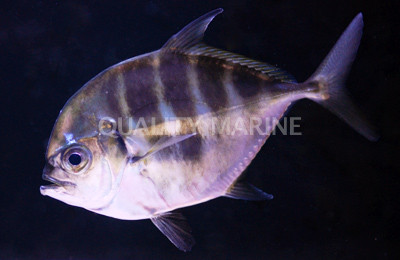 Longfish Trevally Jack :: 22011
