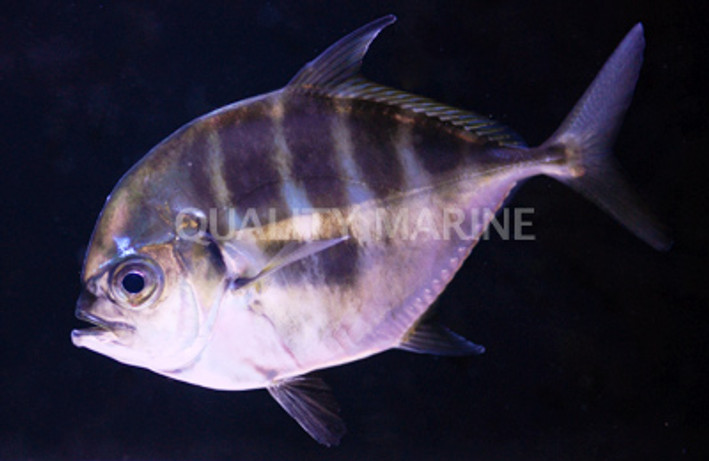 Longfish Trevally :: 22011
