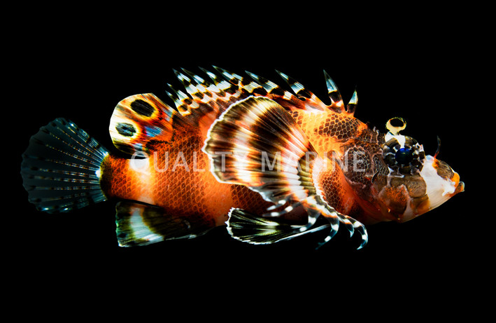 Fu Manchu Lionfish
