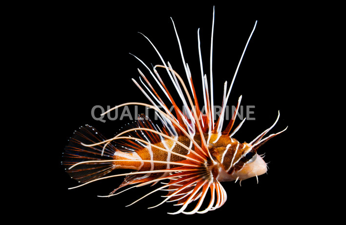 Radiata Lionfish