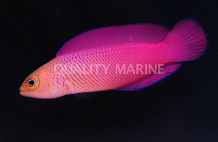 Oblique Dottyback, Male :: 26017