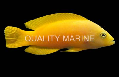 Yellow Dottyback :: 26018