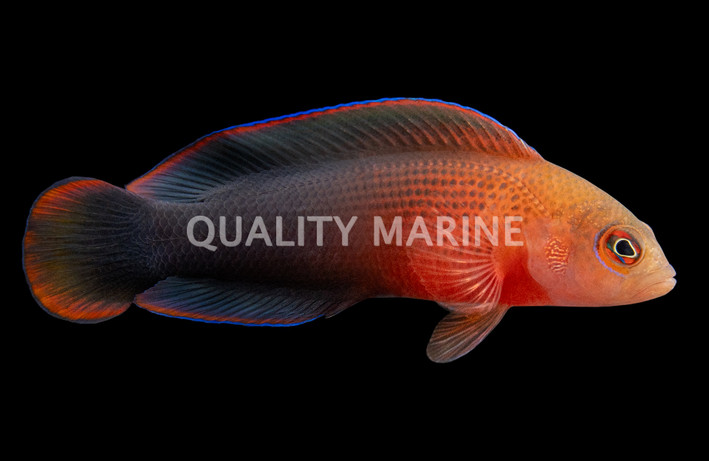 Dilectus Dottyback