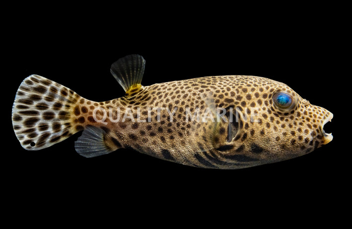 Starry Pufferfish