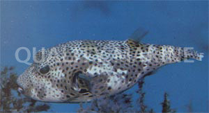 Starry Pufferfish :: 26523