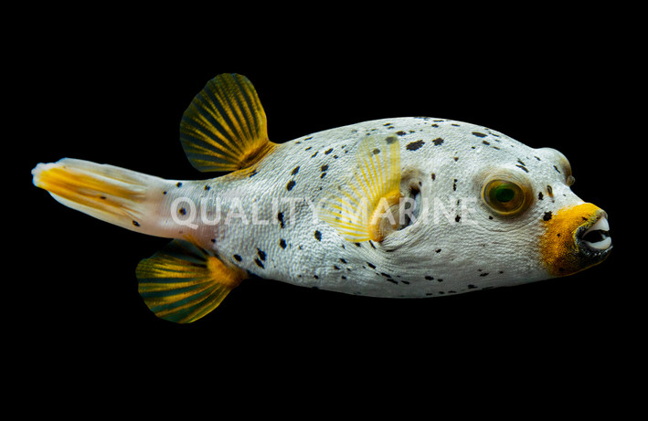 Gray Freckled Dogface Pufferfish :: 26526