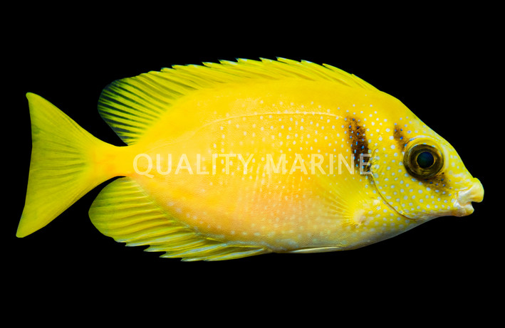 Blue Spotted Rabbitfish